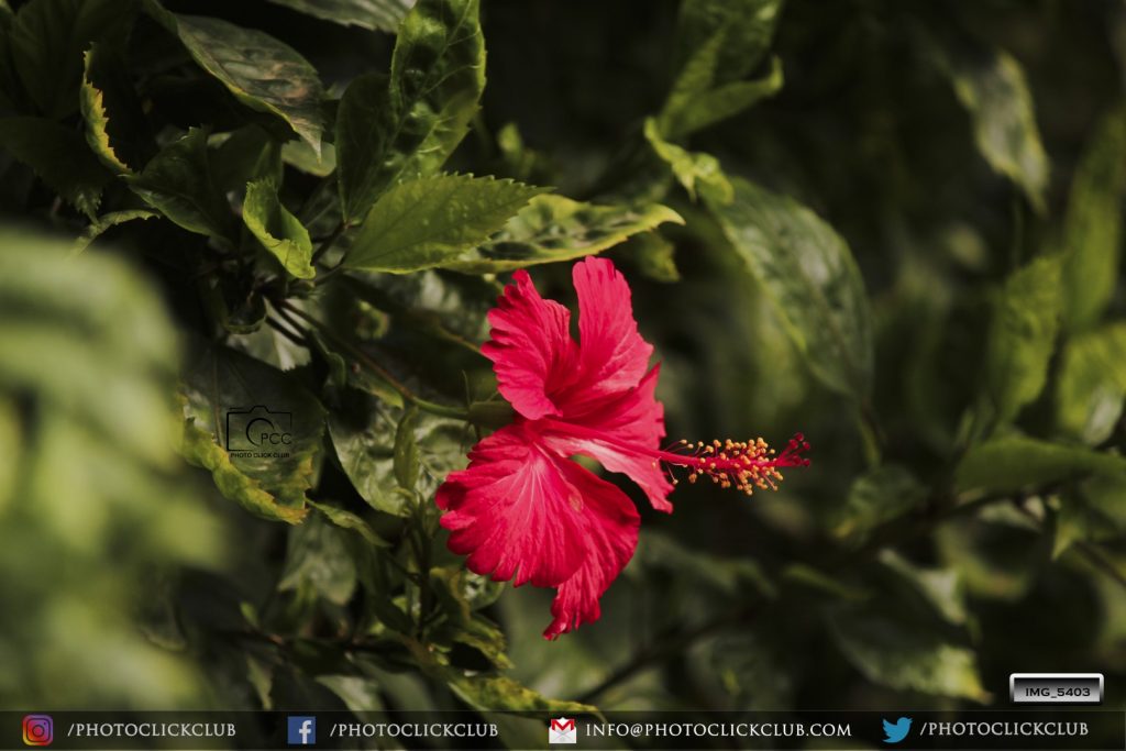Hibiscus - An Anti Ageing Plant  - on photoclickclub