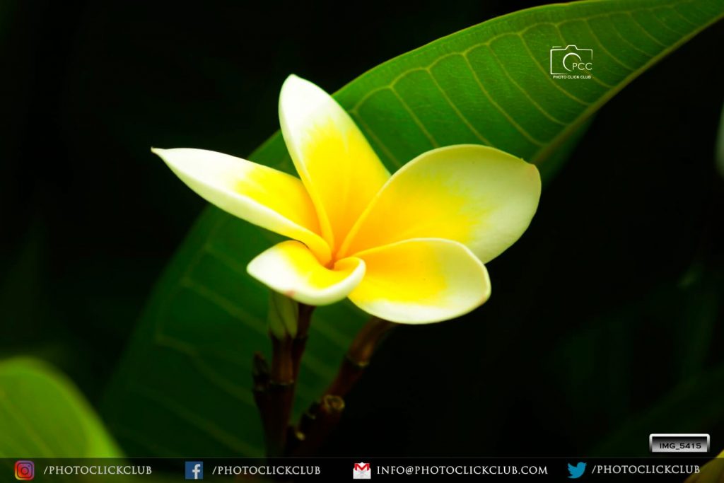 Yellow Flower - by photoclickclub