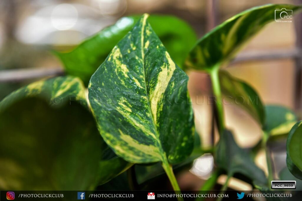 Nature Leaf - by photoclickclub