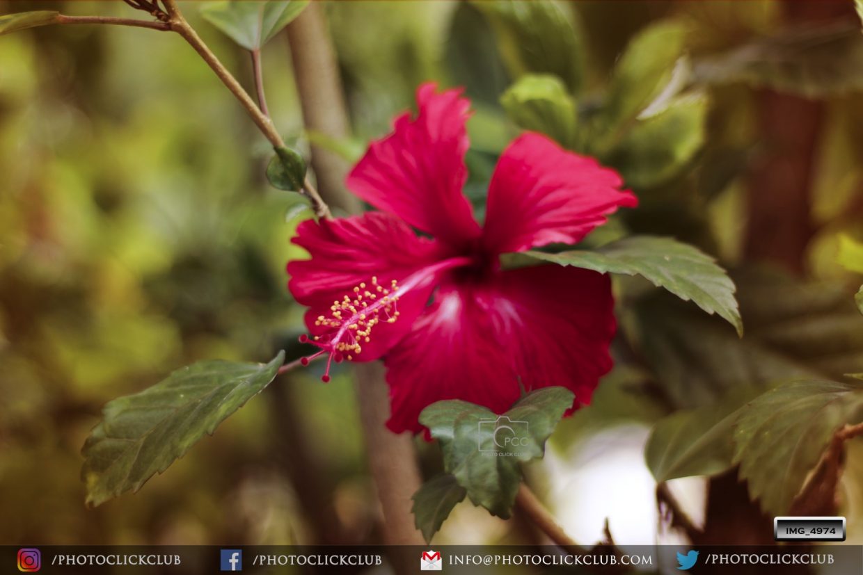 Hibiscus - An Anti Ageing Plant - on photoclickclub