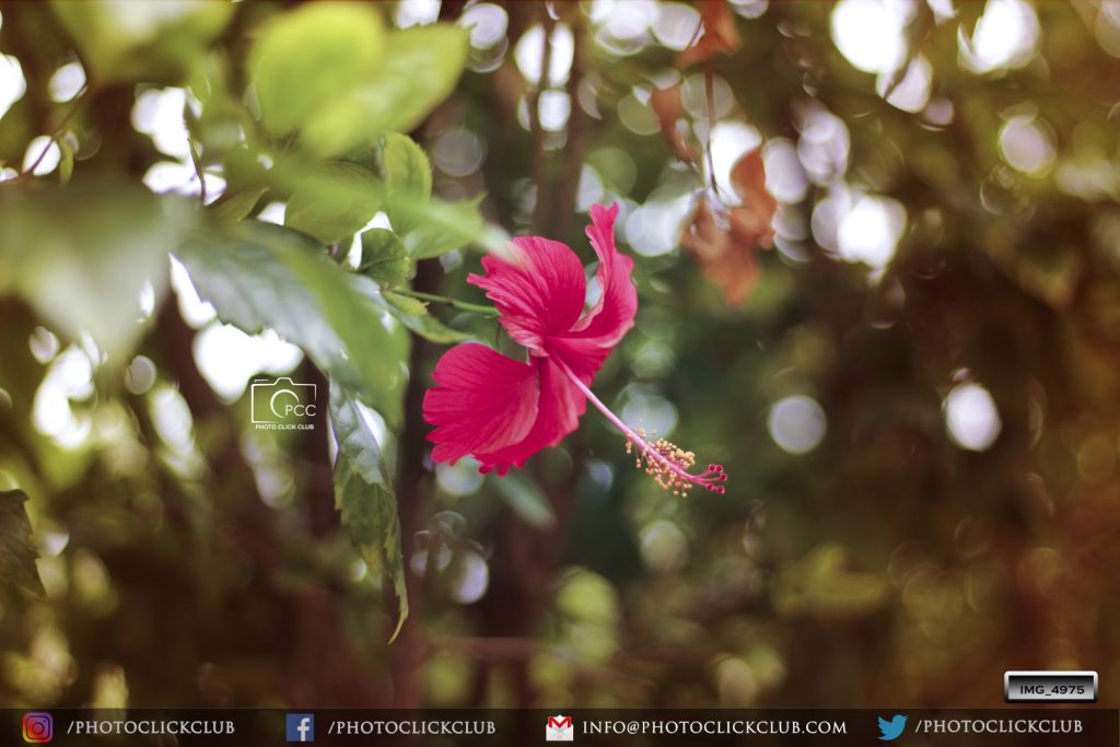 Hibiscus Flower Photo - on photoclickclub