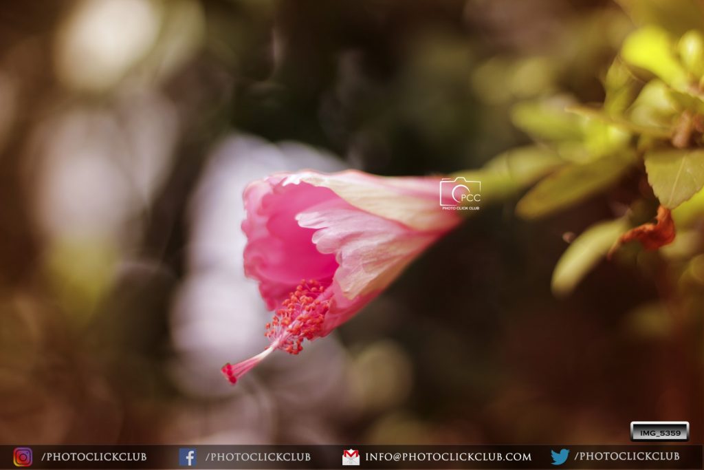 The Birth of Hibiscus Flower - on photoclickclub