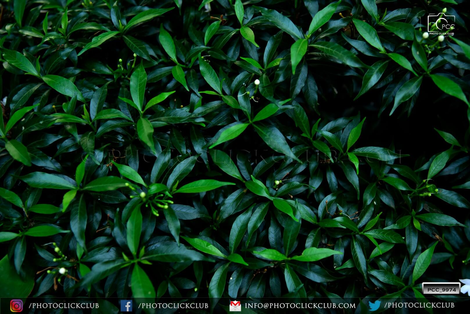 Green Wallpaper